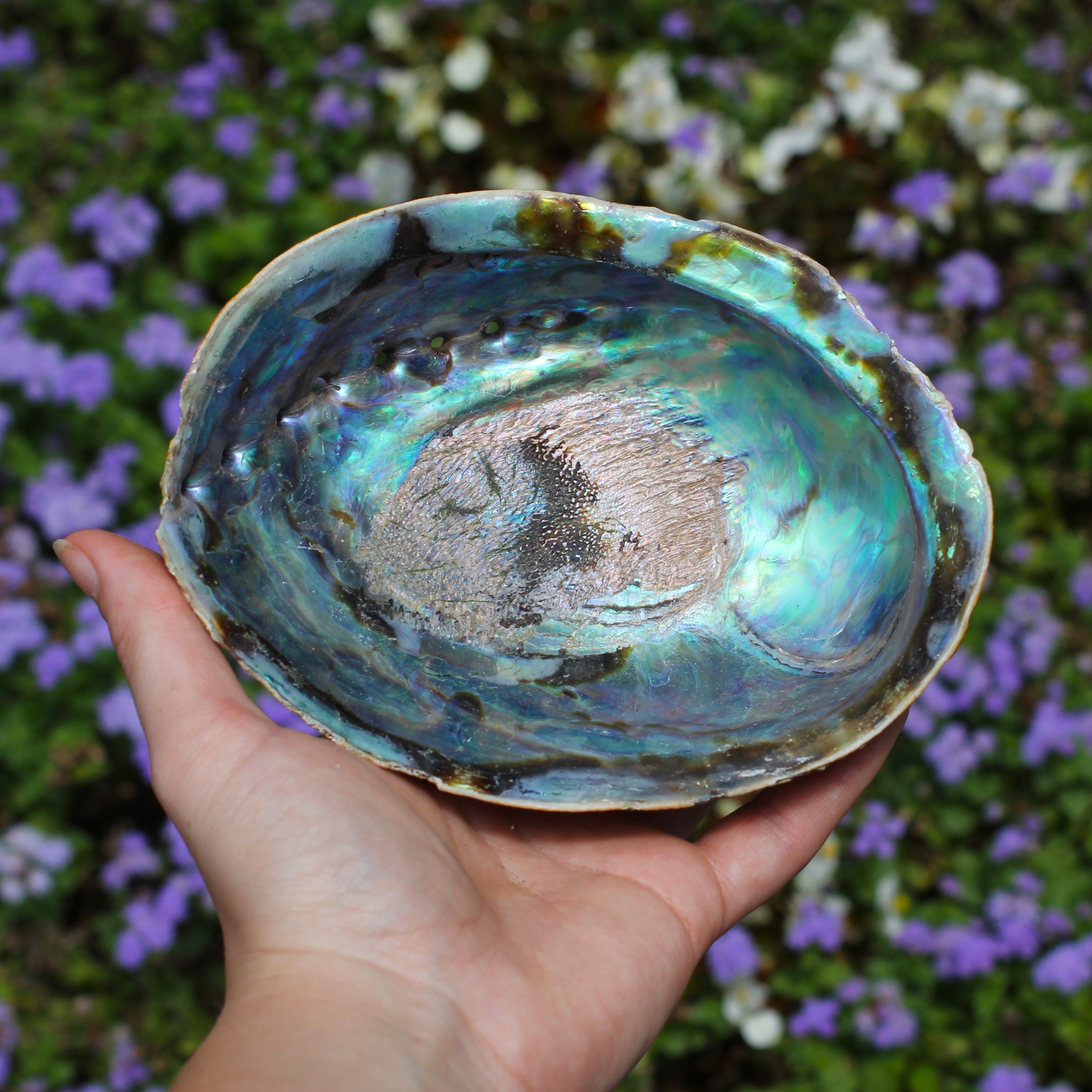 Abalone Shell – Asheville Gem Mine