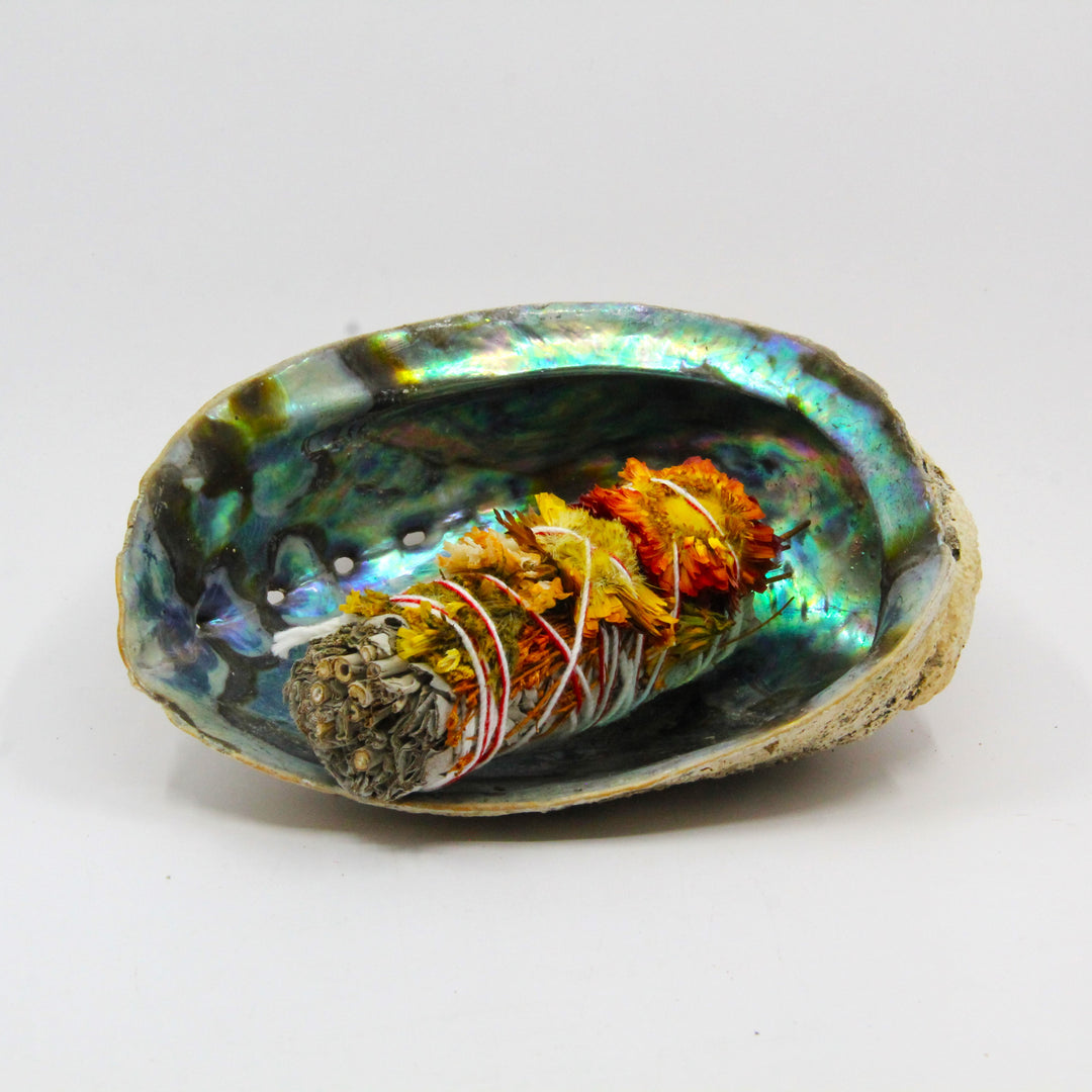 Abalone Shell – Asheville Gem Mine