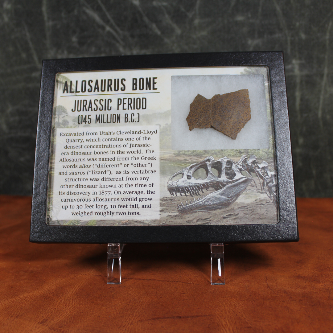 Allosaurus Bone Shadow Box