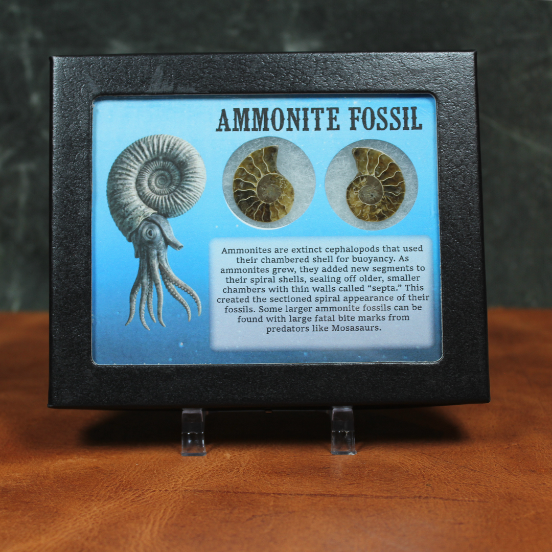 Ammonite Fossil Shadow Box