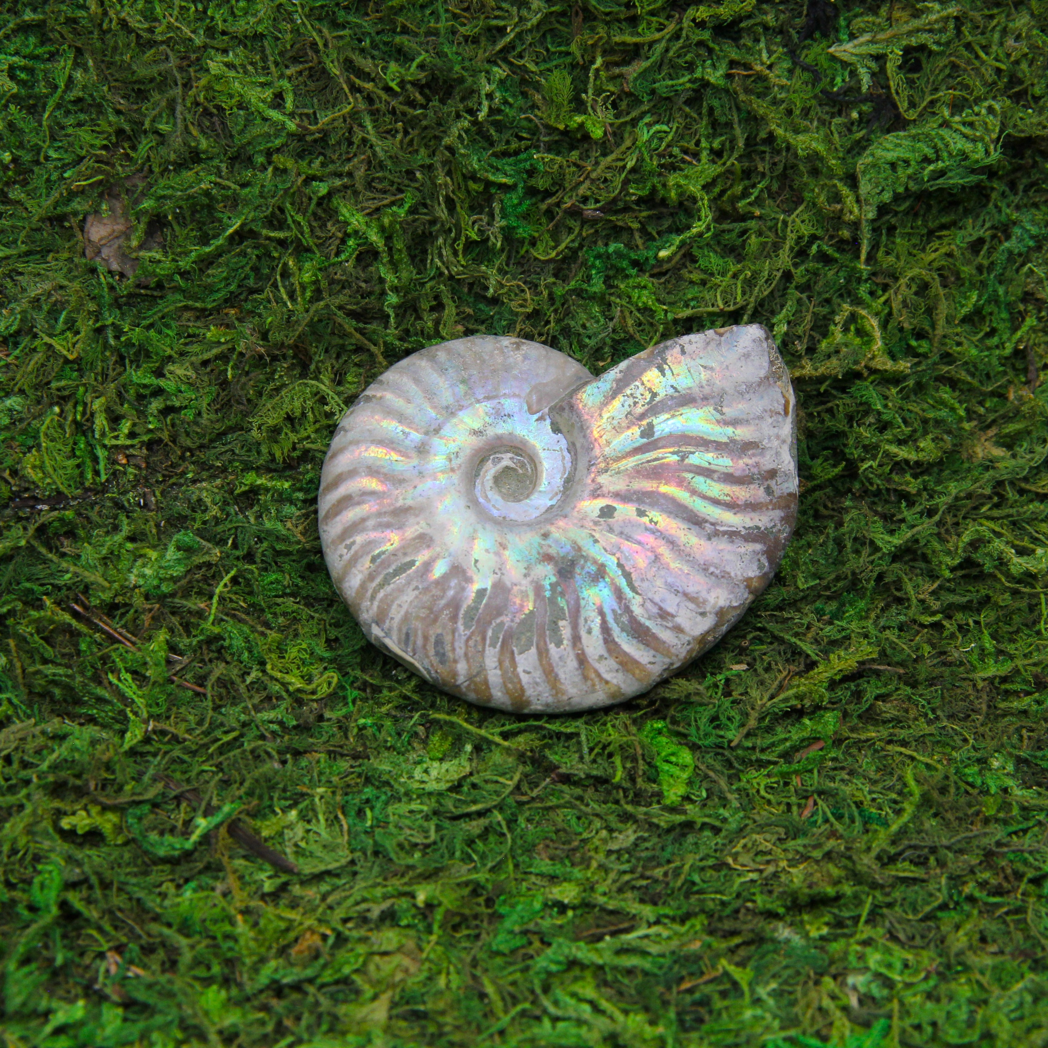 Buy ammonite online fossil