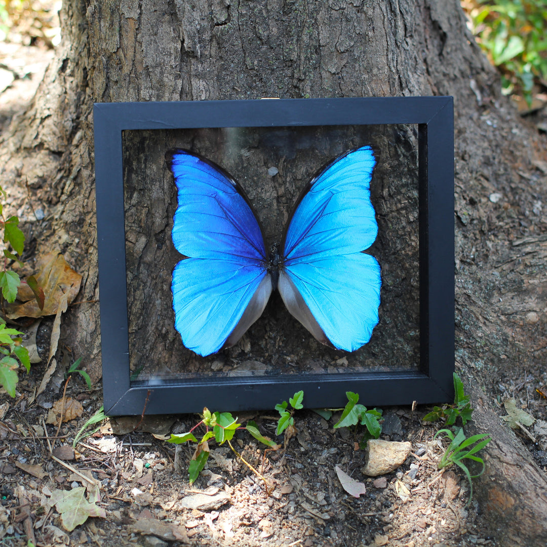 Blue Morpho Butterfly Framed Taxidermy