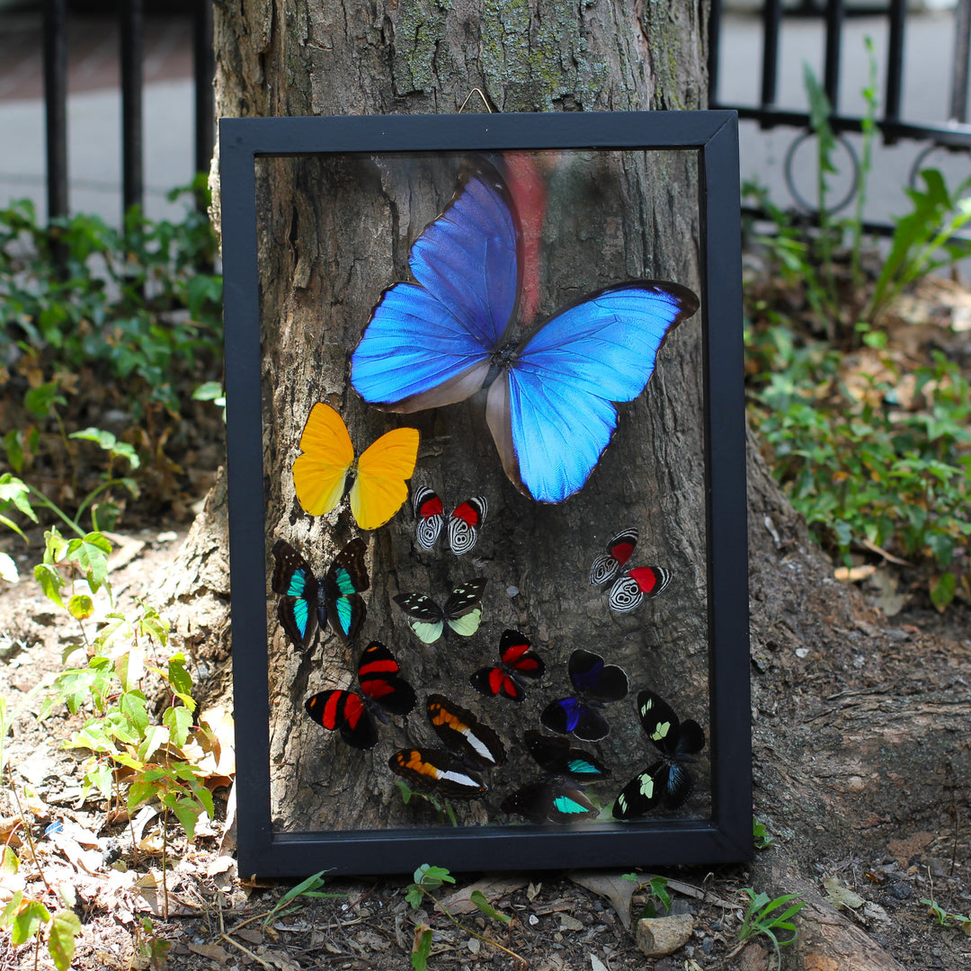 Butterflies Framed Taxidermy