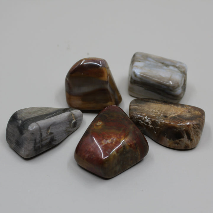 Petrified Wood Tumbled Stone