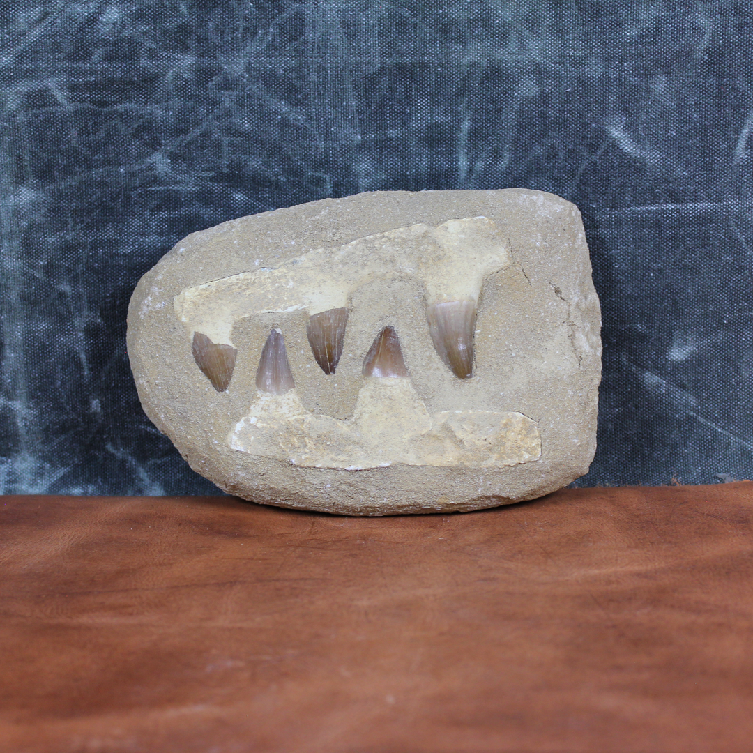 Mosasaur Jaw