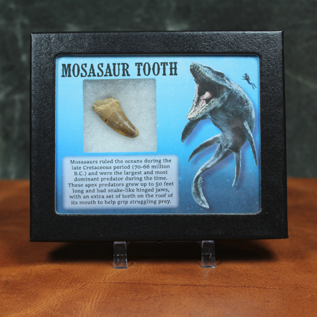 Mosasaur Tooth Shadow Box