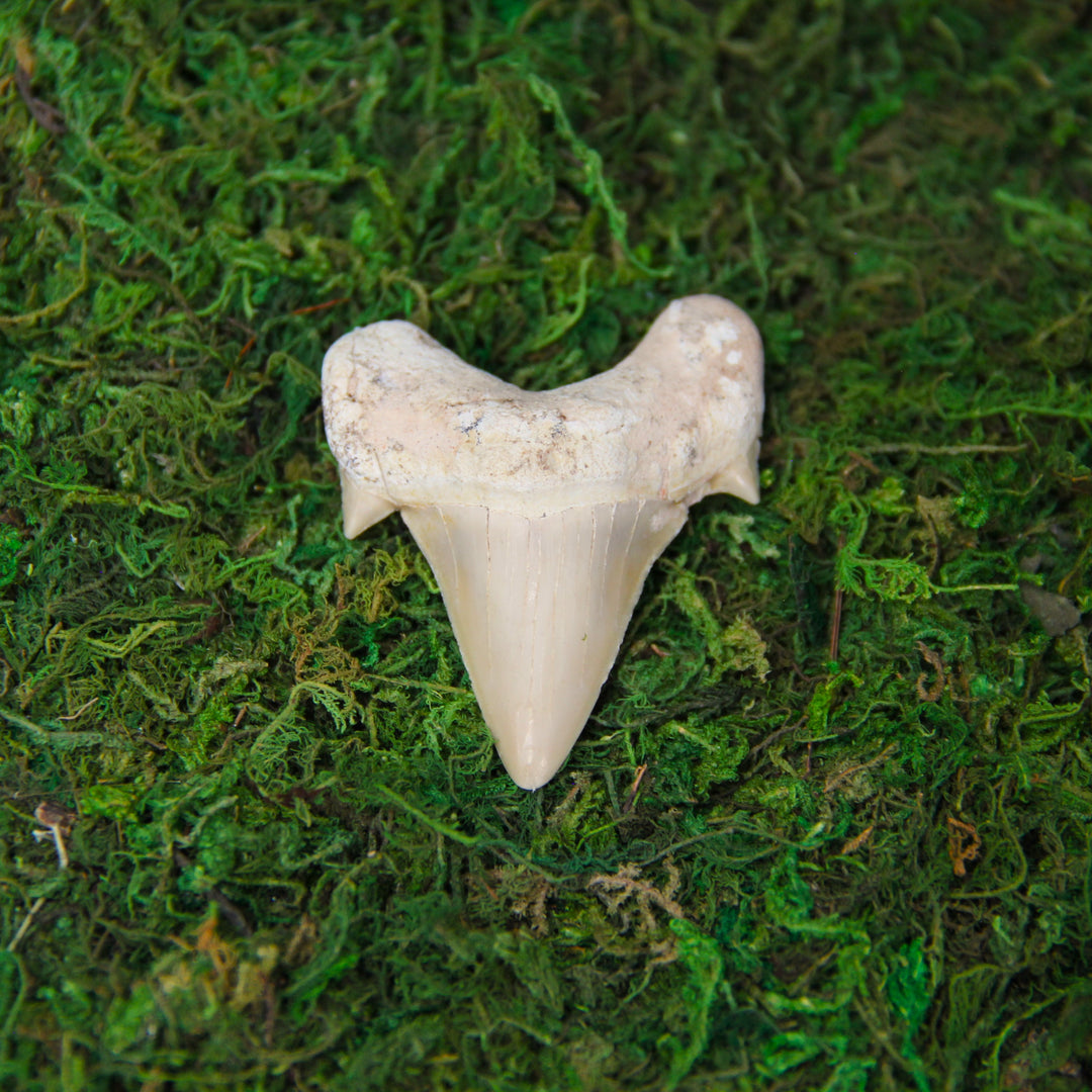 Otodus Tooth Fossil