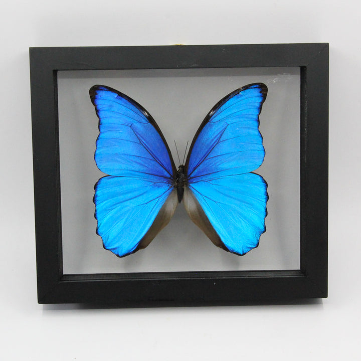 Blue Morpho Butterfly Framed Taxidermy