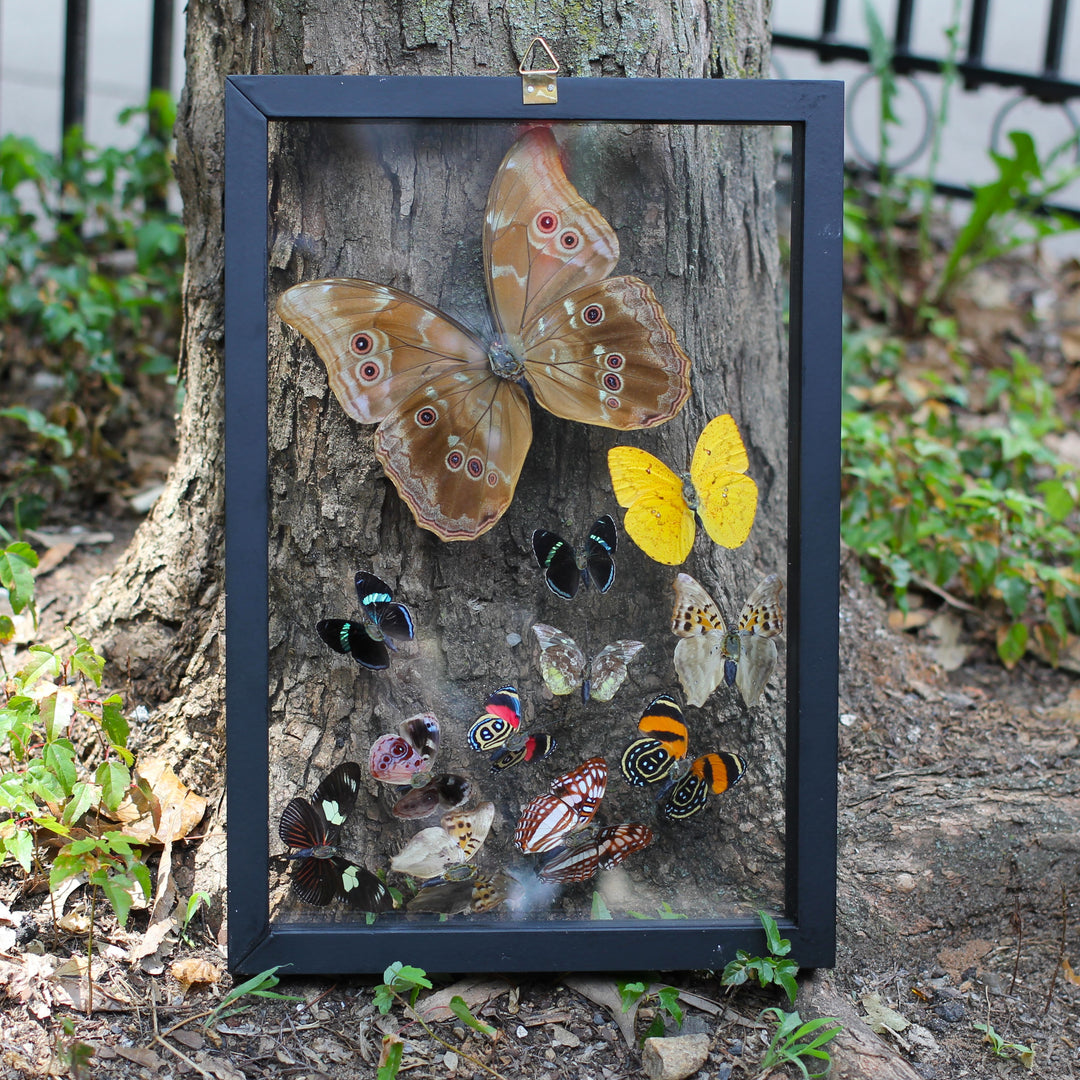 Butterflies Framed Taxidermy